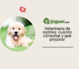 Veterinario de reptiles: cuándo consultar y qué preparar