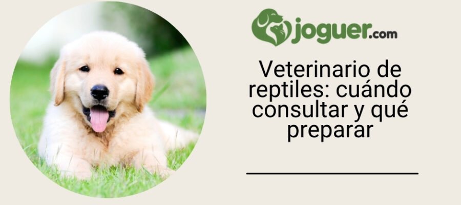 Veterinario de reptiles: cuándo consultar y qué preparar