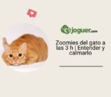 Zoomies del gato a las 3 h | Entender y calmarlo