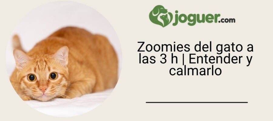 Zoomies del gato a las 3 h | Entender y calmarlo