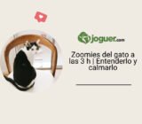 Zoomies del gato a las 3 h | Entenderlo y calmarlo