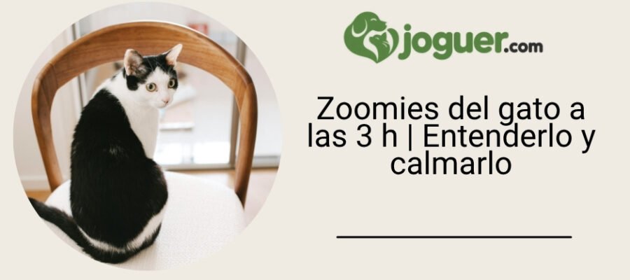 Zoomies del gato a las 3 h | Entenderlo y calmarlo