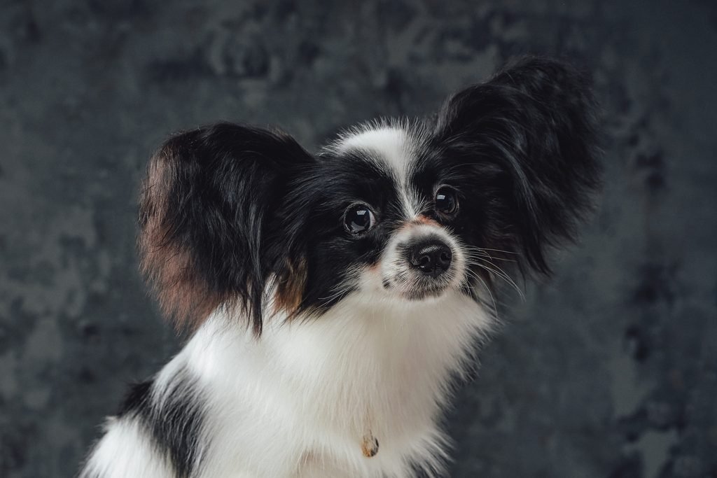 Chiot papillon